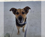 Small #1 Mutt
