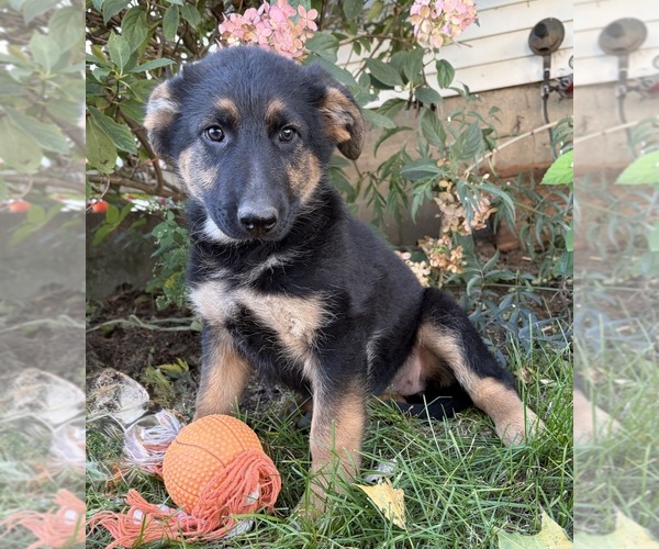 Medium Photo #1 German Shepherd Dog Puppy For Sale in MIDDLEBURY, IN, USA