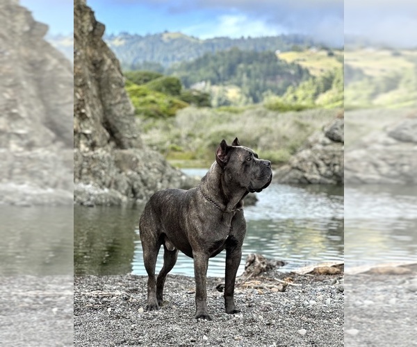 Medium Photo #1 Cane Corso Puppy For Sale in COLONIAL HEIGHTS, VA, USA