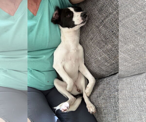 Medium Photo #3 Mutt Puppy For Sale in The Woodlands, TX, USA