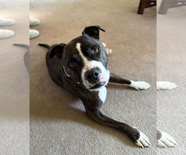 Medium Photo #1 American Staffordshire Terrier-Unknown Mix Puppy For Sale in Westmont, IL, USA
