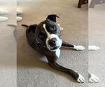 Small American Staffordshire Terrier Mix