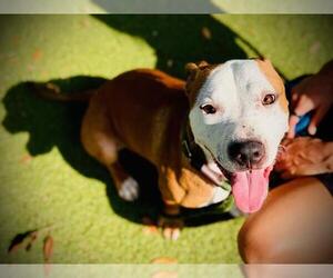 Mutt Dogs for adoption in Orlando, FL, USA