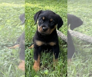 Rottweiler Puppy for sale in FRANKLIN, IN, USA