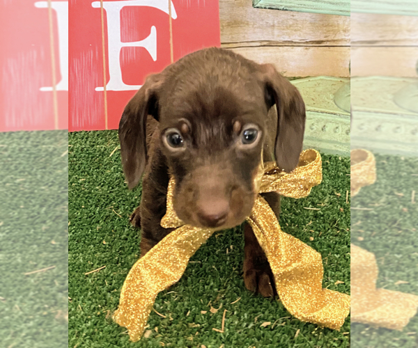 Medium Photo #1 Dachshund Puppy For Sale in ACTON, CA, USA