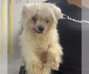 Poodle (Miniature) Dogs for adoption in Chico, CA, USA