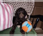 Small Photo #50 Australian Labradoodle Puppy For Sale in W FIELD, NC, USA