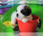 Small #9 Saint Bernard