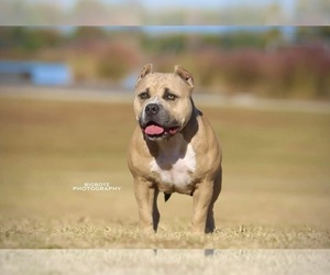 Mother of the American Bully puppies born on 05/27/2025