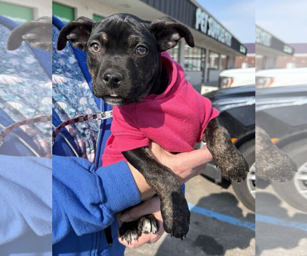 Medium Photo #5 Mutt Puppy For Sale in Clarkston, MI, USA