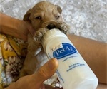 Small #1 Goldendoodle