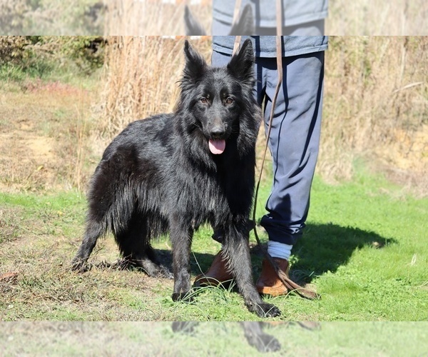 Medium Photo #13 German Shepherd Dog Puppy For Sale in DYERSBURG, TN, USA