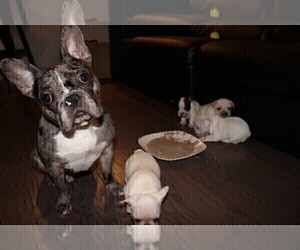 Father of the French Bulldog puppies born on 09/11/2022