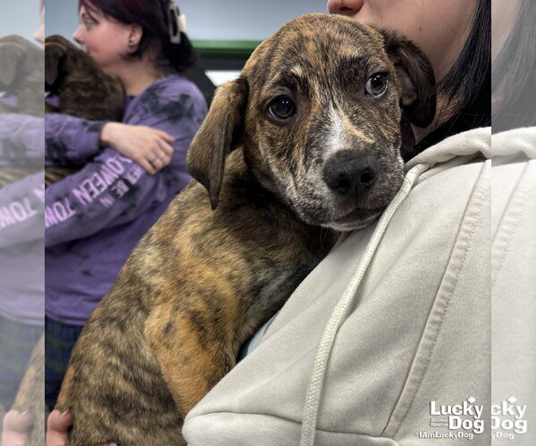 Medium Photo #1 Plott Hound-Unknown Mix Puppy For Sale in Washington, DC, USA