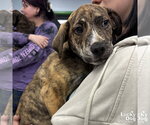 Small Plott Hound Mix