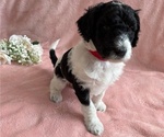 Small #1 Poodle (Standard)