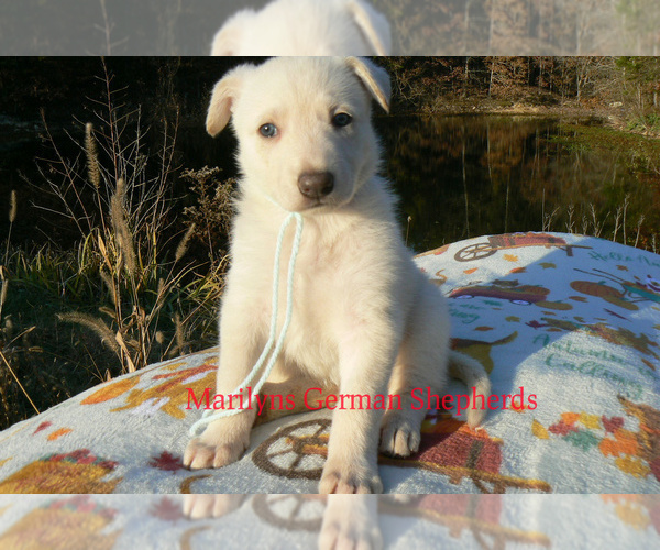 Medium Photo #2 German Shepherd Dog Puppy For Sale in PIEDMONT, MO, USA