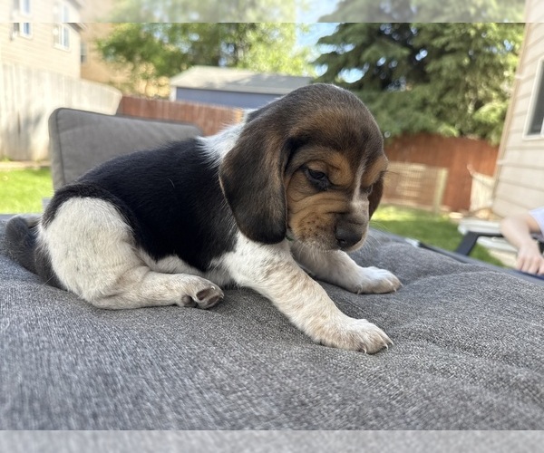 Medium Photo #2 Beagle Puppy For Sale in COLORADO SPRINGS, CO, USA