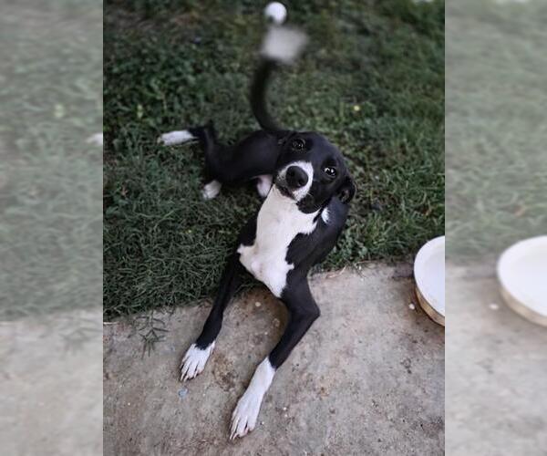 Medium Photo #1 Chihuahua-Unknown Mix Puppy For Sale in San Antonio, TX, USA