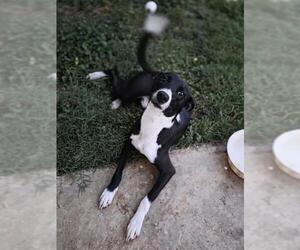 Chihuahua-Unknown Mix Dogs for adoption in San Antonio, TX, USA