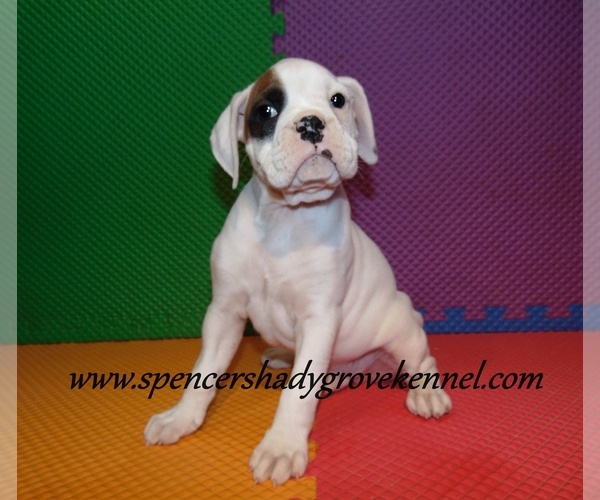 Medium Photo #13 Boxer Puppy For Sale in CABOOL, MO, USA
