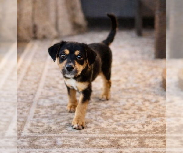 Medium Photo #1 Mutt Puppy For Sale in Menifee, CA, USA
