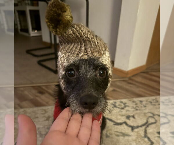 Medium Photo #5 Mutt Puppy For Sale in Brooklyn Center, MN, USA