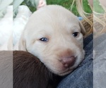 Small Photo #33 Labrador Retriever Puppy For Sale in OLYMPIA, WA, USA