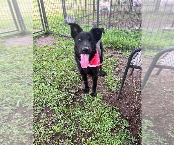 Medium Photo #2 Mutt Puppy For Sale in Abbeville, LA, USA