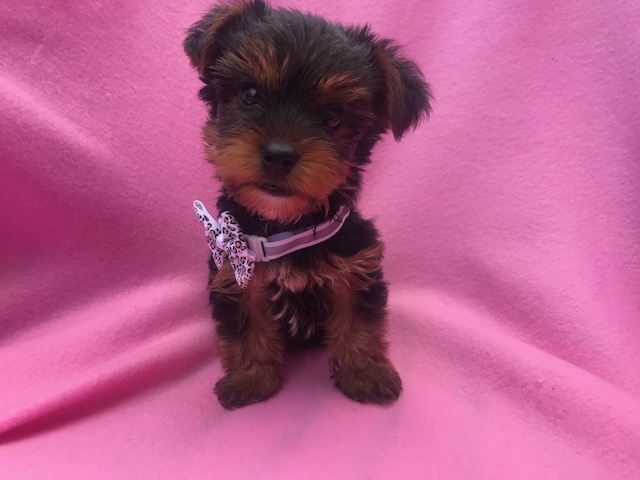 Medium Photo #1 Yorkshire Terrier Puppy For Sale in EPHRATA, PA, USA
