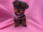 Small Photo #1 Yorkshire Terrier Puppy For Sale in EPHRATA, PA, USA