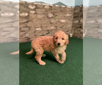 Small #24 Goldendoodle