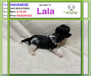 Havanese Puppy for sale in ALBION, IN, USA