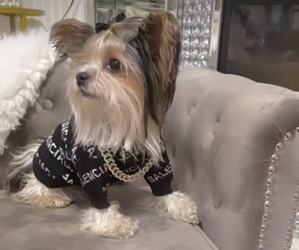 Father of the YorkiePoo puppies born on 10/24/2026