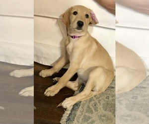 Irish Wolfhound-Labrador Retriever Mix Puppy for sale in JOPPA, MD, USA
