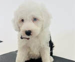 Small Photo #4 Sheepadoodle Puppy For Sale in HUNTINGTON BEACH, CA, USA