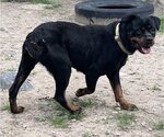 Small Photo #3 Rottweiler Puppy For Sale in Hillsboro, NH, USA