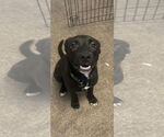 Small American Pit Bull Terrier-Labrador Retriever Mix