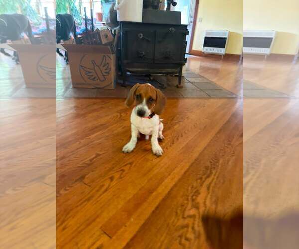 Medium Photo #2 Beagle-Unknown Mix Puppy For Sale in Hinton, WV, USA