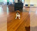 Small #1 Beagle Mix
