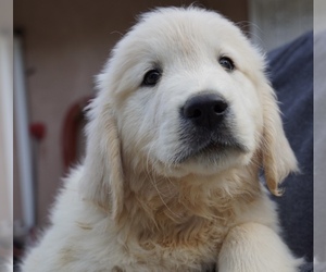 English Cream Golden Retriever Puppy for sale in MUSCOY, CA, USA