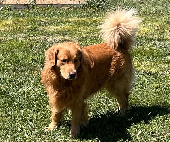 Medium Photo #1 Goldendoodle Puppy For Sale in PARKER, CO, USA