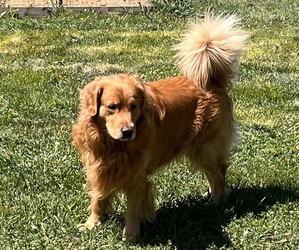 Father of the Goldendoodle puppies born on 04/09/2025