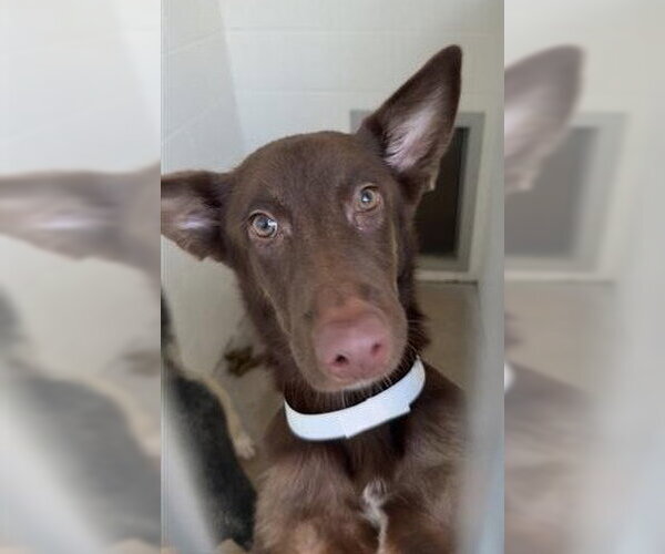 Medium Photo #2 Australian Kelpie-Unknown Mix Puppy For Sale in Houston, TX, USA