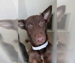 STAR FIRE - Female Australian Kelpie-Unknown Mix Dog for Adoption - Photo #2