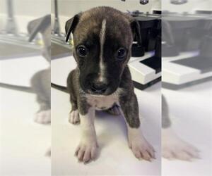 Catahoula Leopard Dog-Unknown Mix Dogs for adoption in Rosenberg, TX, USA