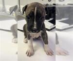 Small Catahoula Leopard Dog Mix