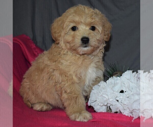 Medium Photo #3 Pookimo Puppy For Sale in GORDONVILLE, PA, USA