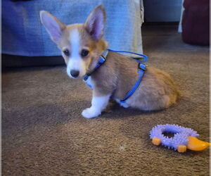Pembroke Welsh Corgi Puppy for sale in HALLANDALE, FL, USA