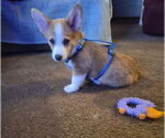 Small Pembroke Welsh Corgi